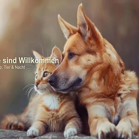 Отель Panorama Ferien Harz 3*