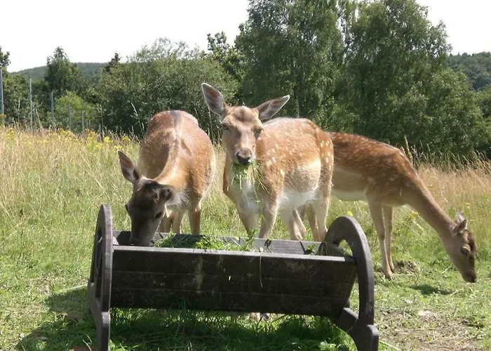 Panorama Ferien Harz מלון Güntersberge